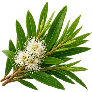 Aceite de árbol del té