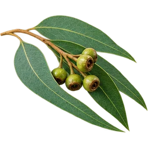 Aceite de eucalipto