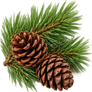 Aceite de pino silvestre